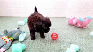 ハーフ犬の動画01