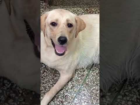 😂😂Bindu aur pani #dog #dogs #pet #trending