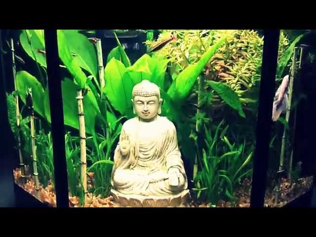 Betta Tank Setup - The Hidden Bamboo Garden & White Half Moon Betta Fish