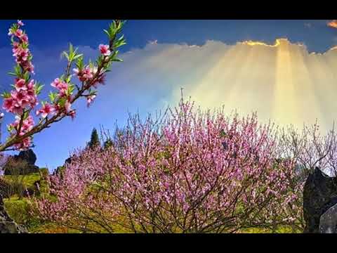 Giấc mơ của anh Sheet - Ngọc Xuân