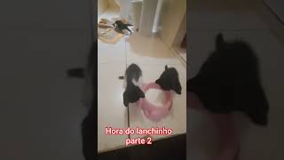 Hora do lanchinho Parte 2 #gatosfofos #gatos #miaumiau