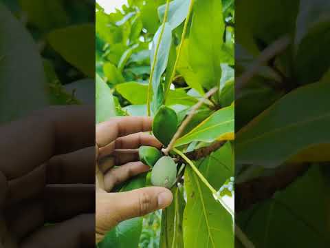 Almond tree | Badam plant | Almond Harvesting | Kacha Badam #shorts#almond#seeds