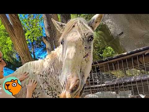 Shy Horse Walks Off The Trailer And Finds the Best Life | 3 Best Stories
