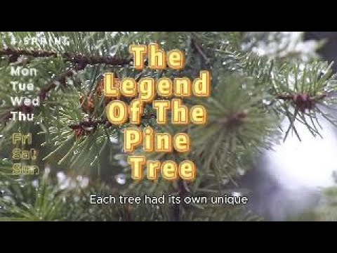 The Legend Of The Pine Tree | Bedtime Story | Love You Good Night