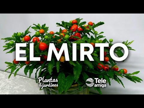 , title : 'MIRTOS - Plantas y Jardines - Teleamiga'