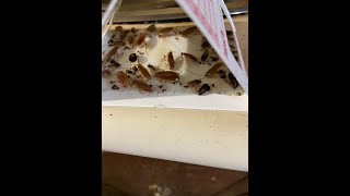 German Cockroach Treatment