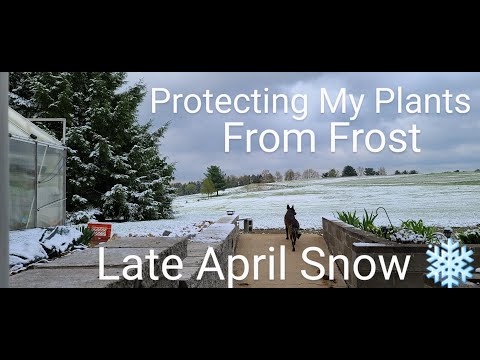 April Frost Protection_ Does the cold frame work?