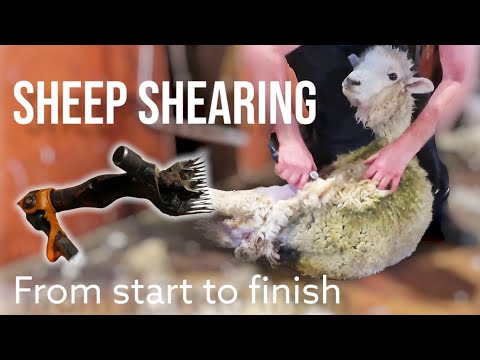 New Zealand Sheep Shearing Demonstration | From start to finish