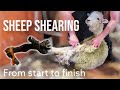 New Zealand Sheep Shearing Demonstration From Start To Finish
