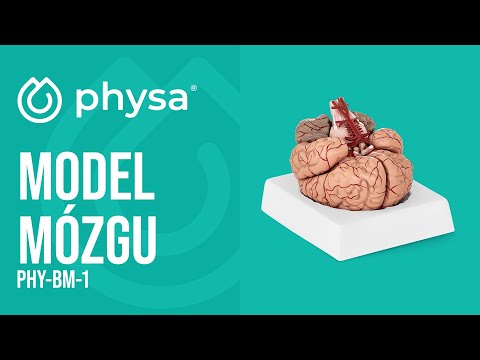 Video - Model mózgu - 9 segmentów - naturalnej wielkości