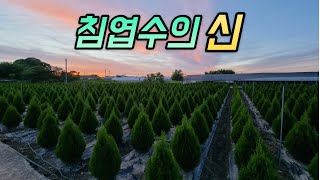 국내최초! 2022 침엽수 트렌드 LIVE  