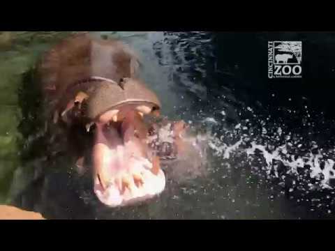Baby Hippo Fiona Hose Play (Fiona Show S3 Ep 3) Cincinnati Zoo