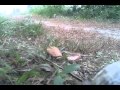 Burung Wak Wak Langgar Sarang Jebak