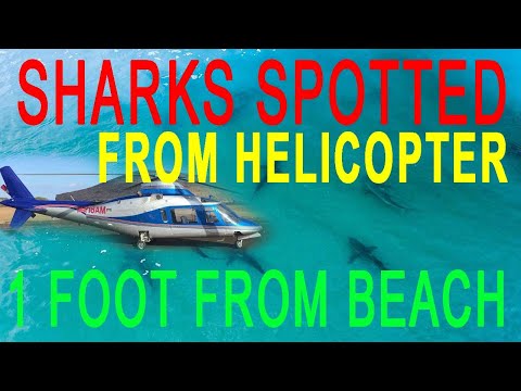 School of Sharks off Beach of Niihau Hawaii - Absolutely no swimming!