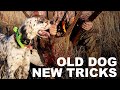 Is Professional Bird Dog Training Worth It