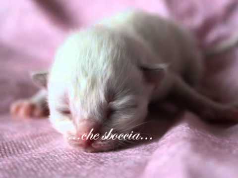 Allevamento Le Terre Selvagge