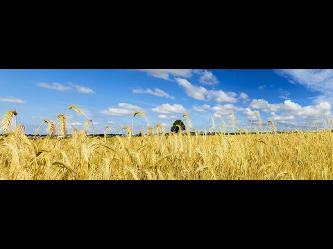 Chhalla Reloaded | Amrita Singh