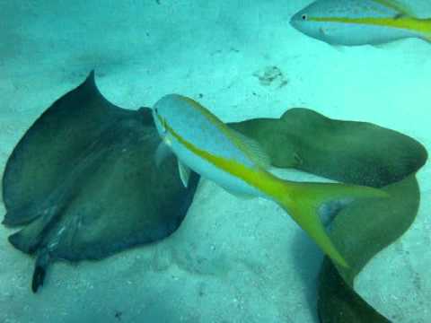 Green Moray Eel Attacks The Lens