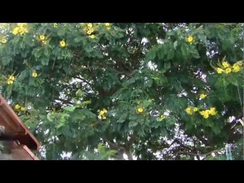 LLUEVE EN EL IBIRÁ PITÁ