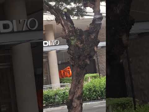 Um pica-pau no meio da metrópole de São Paulo!