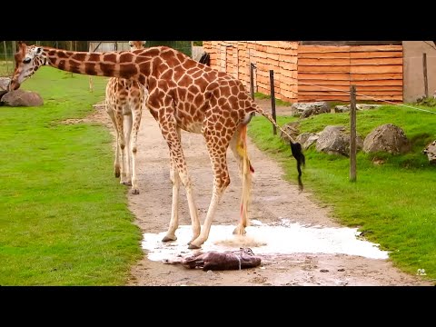 Bébé girafe naissance à haut risque !