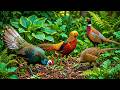Nature Sounds & Relaxing Music 🌿 | Birds Singing in the Forest for Calm, Focus & Deep Peace