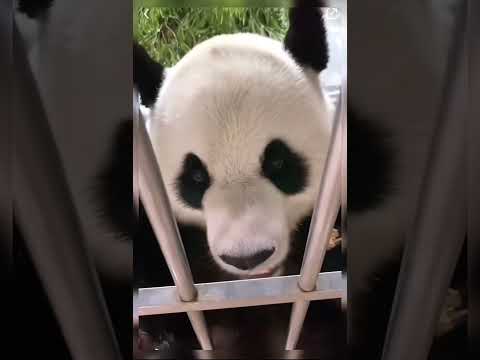 진후| 사육사님의 영원한 아기 판다| 먹방