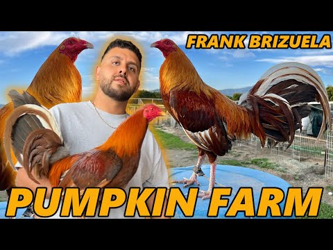 Big Farm in California Pumpkin Grey Frank Brizuela | Beautiful Birds Pumpkin Farm