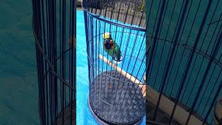 Download lagu Takur Warna Warni Gacor Dor mp3 Download lagu Takur Warna Warni Gacor Dor mp3