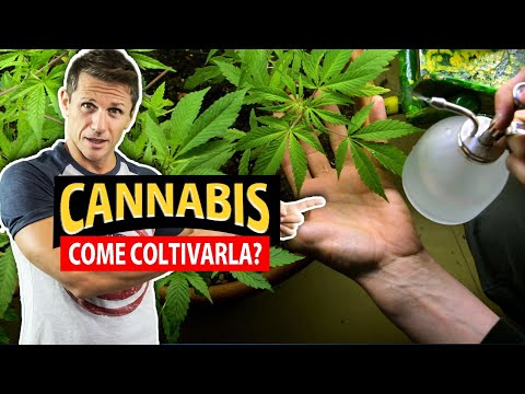 Come COLTIVARE CANNABIS senza commettere reato | Avv. Angelo Greco