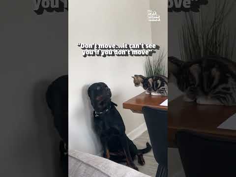 Un rottweiler est terrifié par un petit chaton