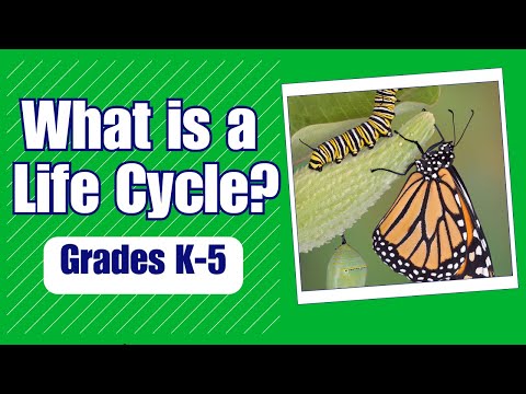 What is the Life Cycle - More Real World Science on Harmony Square