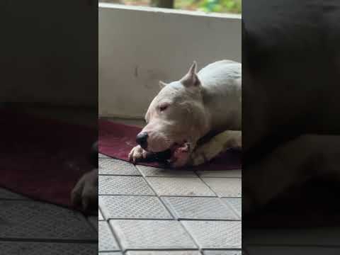 Kunjan #youtubeshorts #trending #dogoargentino #dog