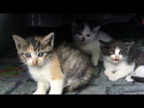 野良猫 子猫 威嚇wild cat kitten