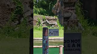 Download lagu #Bali#indonesia #tigershow #junglesafari #zoo#entertainment #kidslearning mp3 Download lagu #Bali#indonesia #tigershow #junglesafari #zoo#entertainment #kidslearning mp3