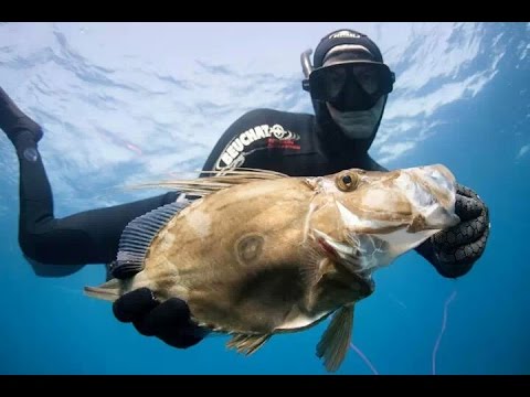 download lagu mp3 mp4 New Zealand Dory, download lagu New Zealand Dory gratis, unduh video klip New Zealand Dory