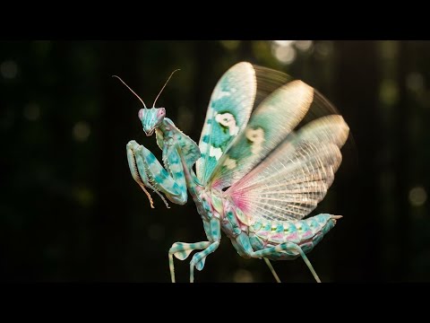 The Hidden World of Butterflies | Metamorphosis & Pollination Cinematic Wildlife Documentary in 4K