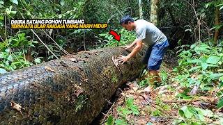 Download lagu Penemuan Mengejutkan di Pedalaman Hutan Kalimantan, Ular Raksasa yang Awalnya Dikira Pohon Tumbang!! mp3
