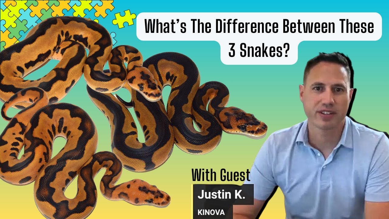 Hunting for the Visual Puzzle Clown Ball Python! - RGW Ep 67