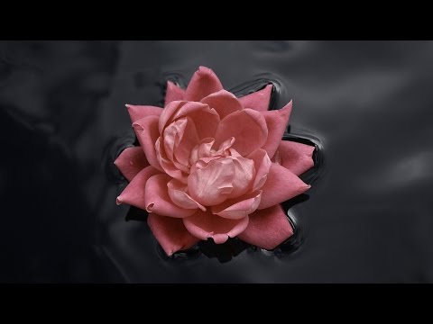 Kino Oko - Red Rose Flow [Visualization]