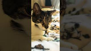 お父さんが台所で音を立てると、あからさまに憎々しい顔になる元噛みつき猫　#保護猫