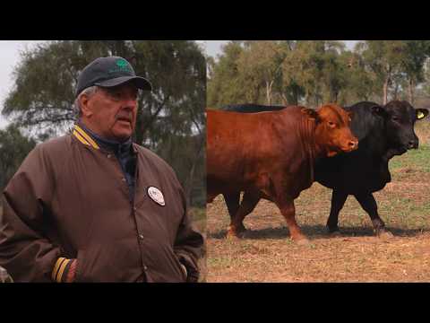 cabaña Don Livio - SELECCIÓN CABAÑERA EN SANTA SILVINA - canal ganadero - remates 2026