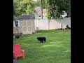 Dog Dancing To Michael Jackson Song
