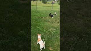 Video preview image #1 Rat Terrier-Unknown Mix Puppy For Sale in Westminster, MD, USA
