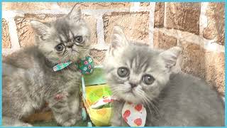 ペットショップCOO&RIKU No00704490(エキゾチック)