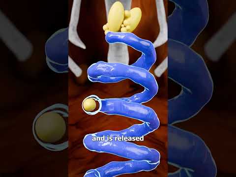 How An Egg Is Made 🤔