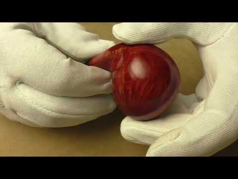 L'Anatra Ventura - pipe 661