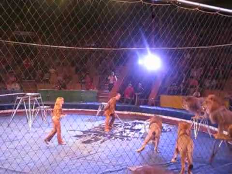 Ataque de los Leones a sus entrenadores en circo