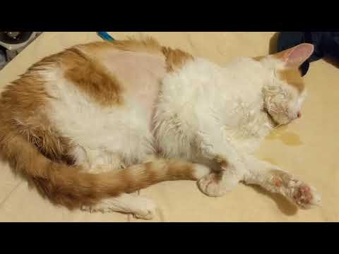 Liver shunt behavior young male cat -Amos Moon