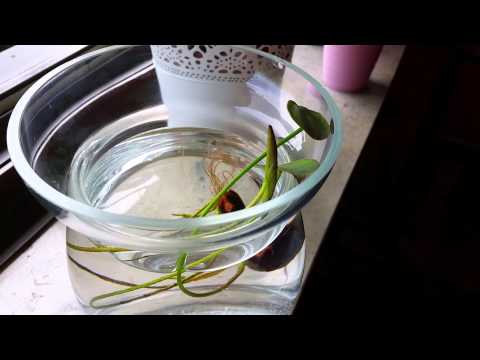 Wir züchten eine Lotuspflanze 🌿 #8 |Lottii